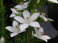 写真「サザンクロスの花（白花）」