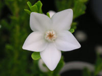 写真「サザンクロスの花（白花）」