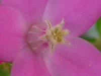 写真「サザンクロスの花」
