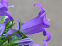 ベルフラワー（オトメギキョウ）の花