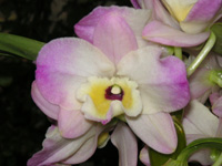 写真「デンドロビウム〔Dendrobium〕の花」