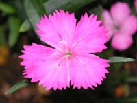 写真「ダイアンサス〔Dianthus〕の花」