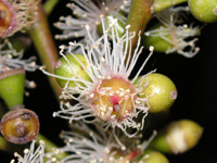 写真「ユーカリ〔Eucalyptus〕の花」