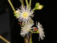 写真「ユーカリ〔Eucalyptus〕の花」