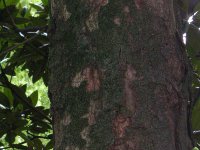 タイサンボク〔泰山木〕の幹（写真）