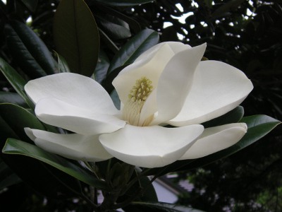 タイサンボク〔泰山木〕の花（写真）