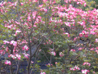 ハナミズキ〔花水木〕の花」（写真）