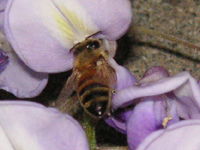写真「フジ〔藤〕の花と蜂」