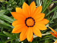 ガザニアの花（写真）