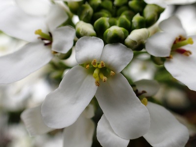 イベリス〔Iberis〕の花（写真）