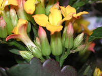 写真「カランコエ〔Kalanchoe〕の花」