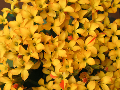 写真「カランコエ〔Kalanchoe〕の花」