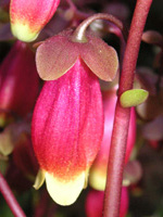 写真「カランコエ・ウエンディー〔Kalanchoe Wendy〕の花」