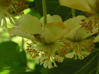 キーウィフルーツ〔Kiwi fruit〕の花［写真］
