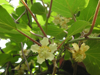 キーウィフルーツ〔Kiwi fruit〕の花［写真］