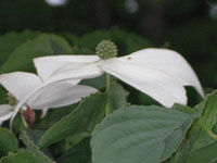 写真「ヤマボウシ〔山法師〕の花」