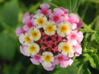 ランタナ〔Lantana〕の花（写真）