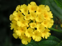 ランタナ〔Lantana〕の花（写真）