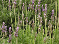 写真「ラベンダー〔Lavender〕の花」