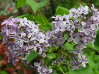 ライラック〔lilac〕の花（写真）