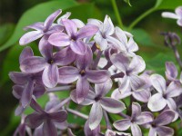 ライラック〔lilac〕の花（写真）