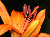 写真「ユリ〔百合〕の花」