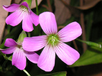 写真「ムラサキカタバミ〔紫片喰〕の花」