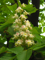 写真「セイヨウトチノキ〔西洋栃の木〕の花」