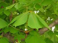 写真「セイヨウトチノキ〔西洋栃の木〕の葉」