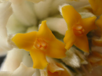 写真「ミツマタ〔三椏〕の花」