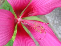 モミジアオイ〔紅葉葵〕の花（写真）