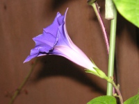 アサガオ〔朝顔〕の花（写真）