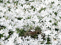 シバザクラ〔芝桜〕の花（写真）