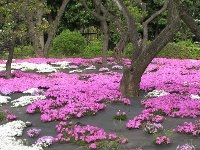 シバザクラ〔芝桜〕の花（写真）