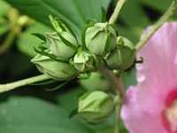 写真「ムクゲ〔木槿〕の花」