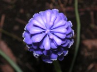 ムスカリ〔Muscari〕の花（写真）