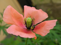 写真「ナガミヒナゲシ〔長実雛罌粟〕の花」