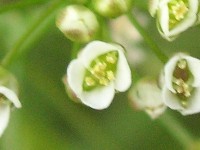 ナズナ〔薺〕の花（写真）