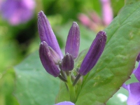 オオアラセイトウ〔大紫羅欄花〕の花（写真）