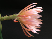 クジャクサボテン〔孔雀サボテン〕の花（写真）