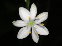 写真「オリヅルラン〔折鶴蘭〕の花」