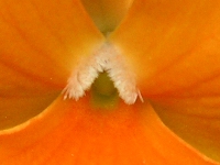 ビオラの花（写真）