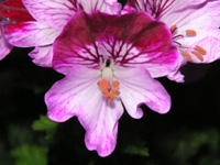 写真「ペラルゴニウムの花」