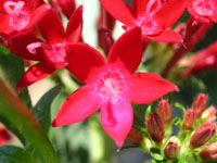 写真「ペンタス〔Pentas〕の花」