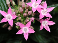 写真「ペンタス〔Pentas〕の花」