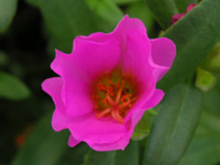 写真「マツバボタン〔松葉牡丹〕の花」