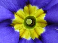 プリムラ・ポリアンタの花（写真）