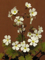 写真「プリムラ〔Primula〕の花」