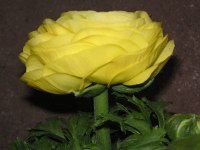 ラナンキュラスの花（写真）