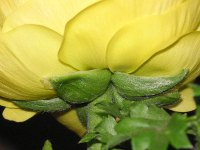 ラナンキュラスの花（写真）
